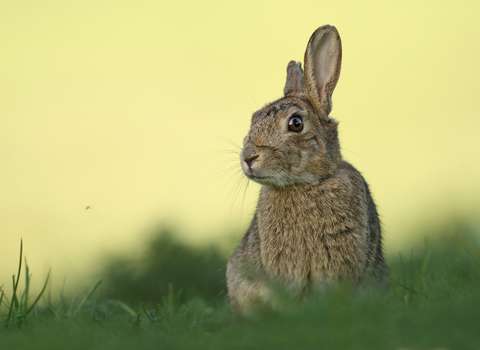 Rabbit icon